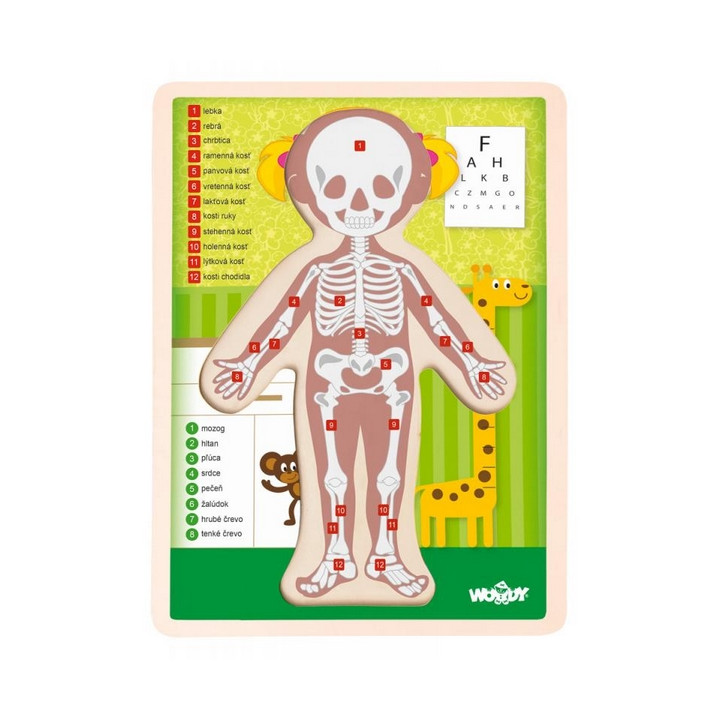 Puzzle "Lidské tělo" - Holka SK