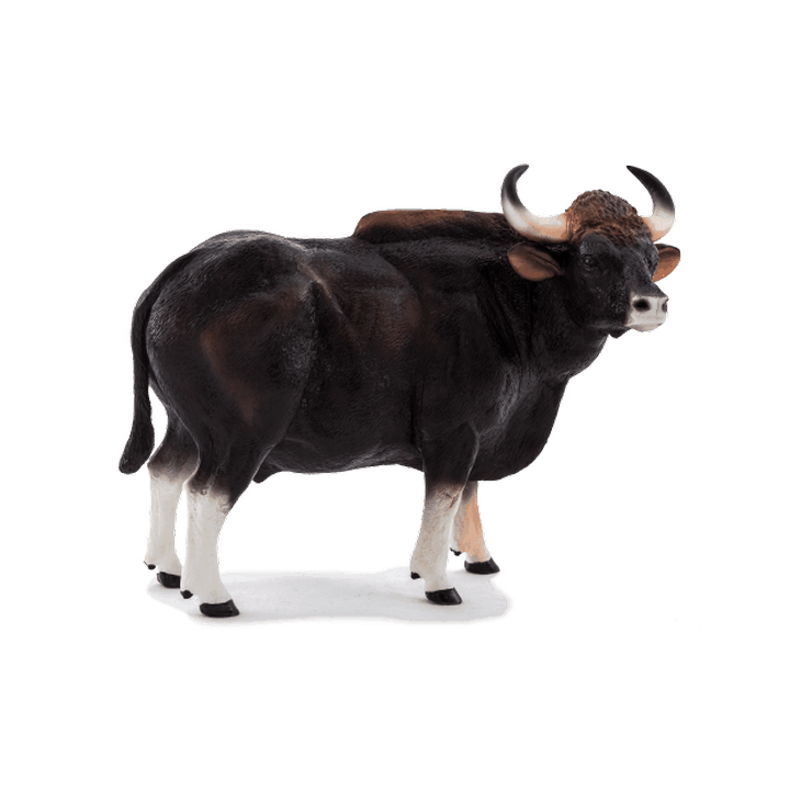 Mojo Gaur býk