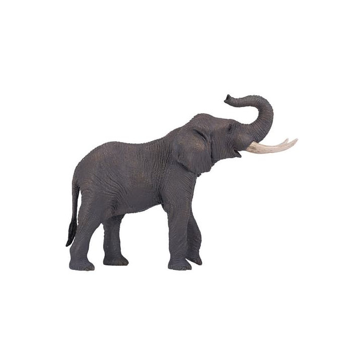 Mojo Slon africký
