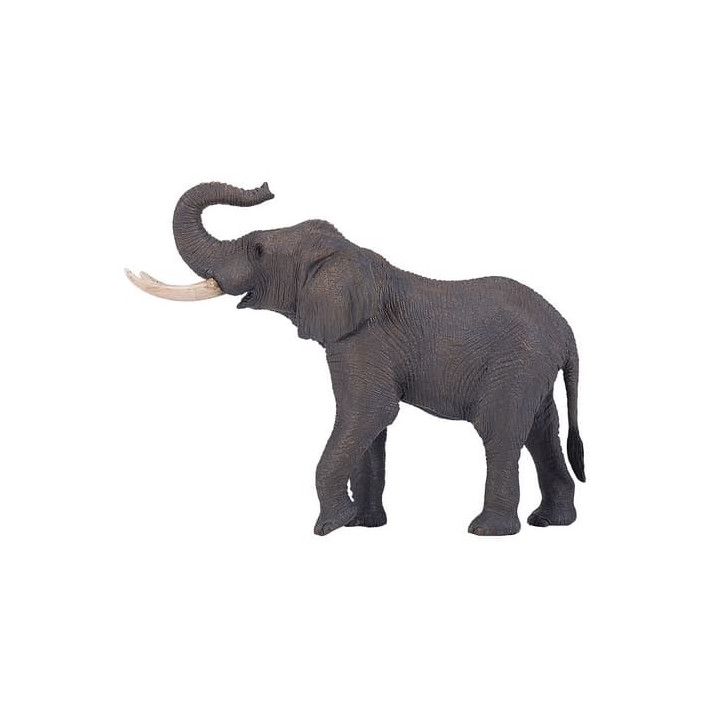 Mojo Slon africký