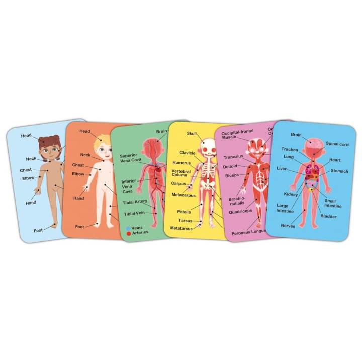 Magnetické puzzle - Lidské tělo