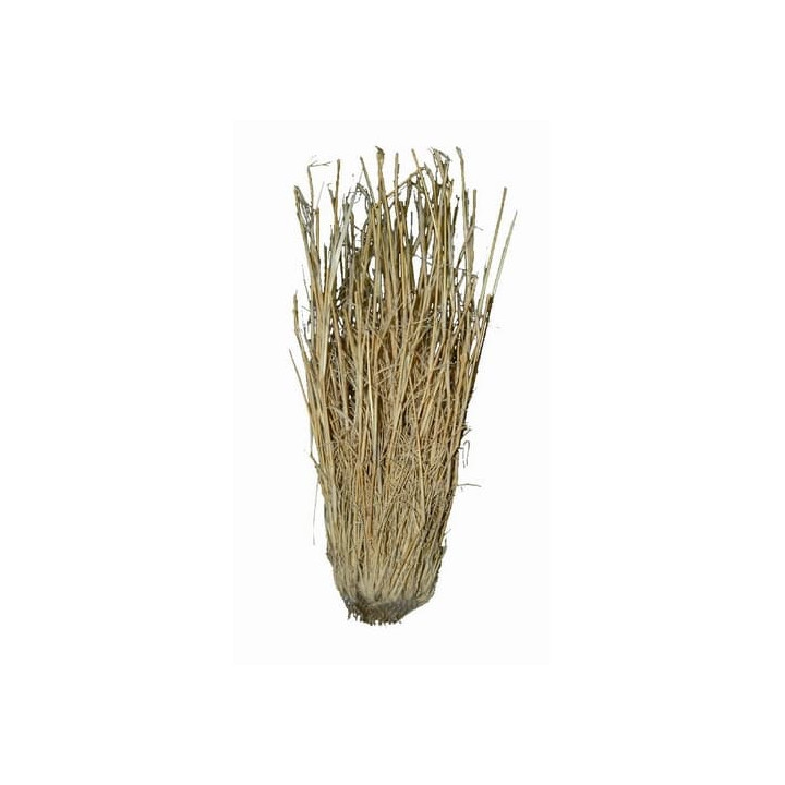 Lucky Reptile Grass Bushes 25-40 cm