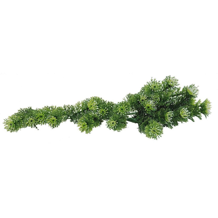Lucky Reptile Turtle Plants Horn Fern cca 40 cm