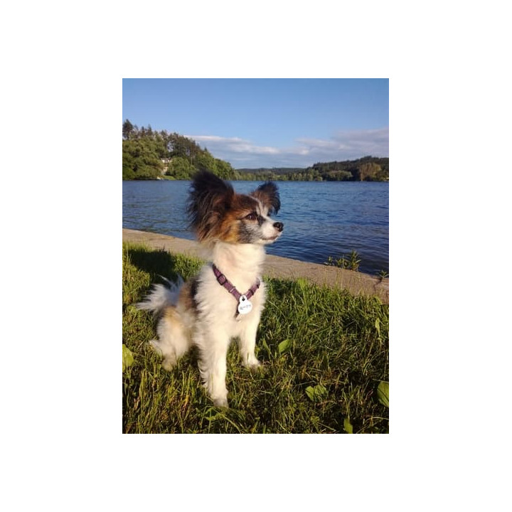 Pet2Me identifikační medailonek
