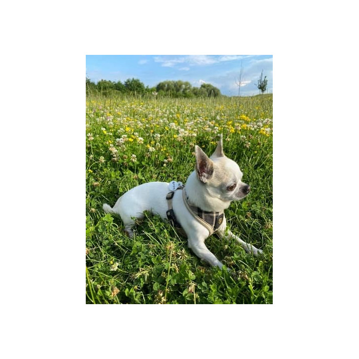 Pet2Me identifikační medailonek