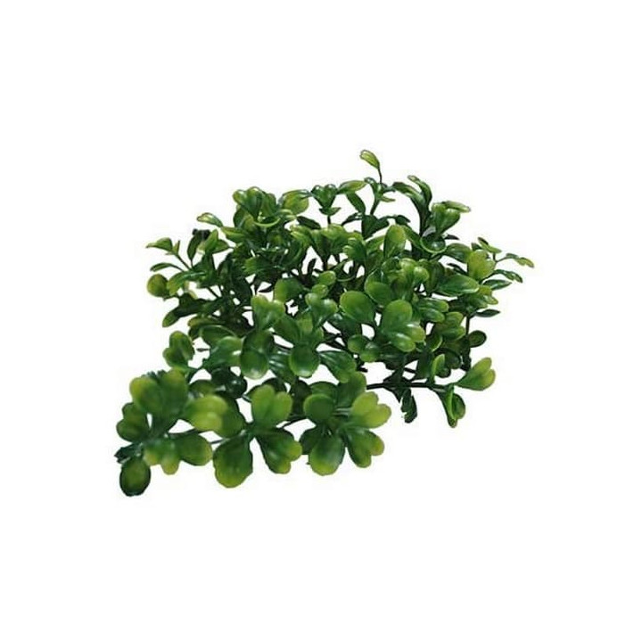 Lucky Reptile Turtle Plants Bacopa cca 40 cm