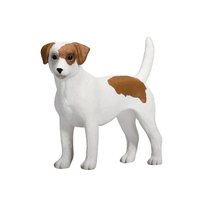 Mojo Jack Russell teriér
