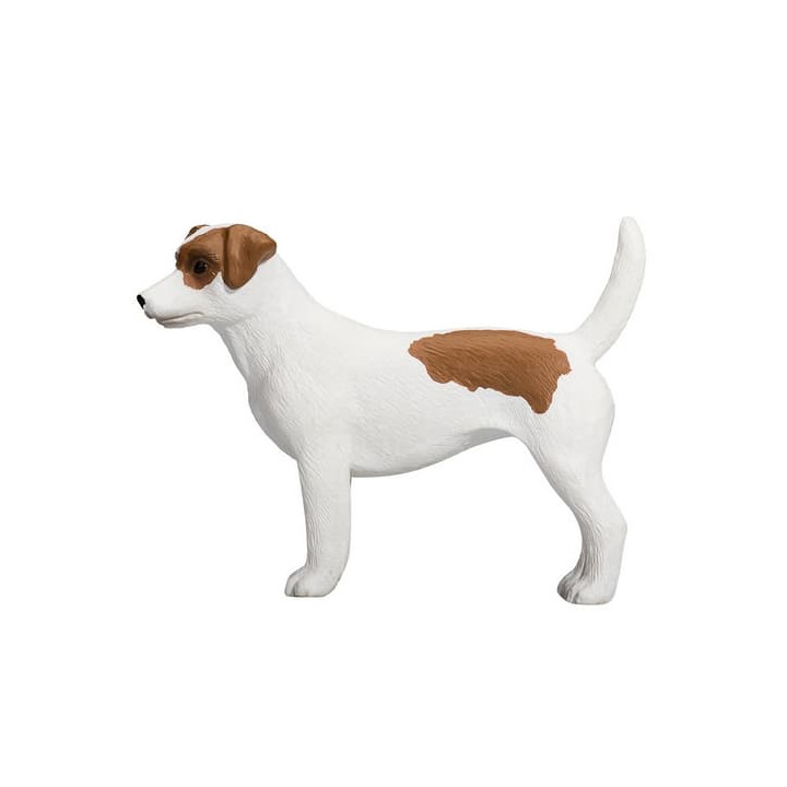 Mojo Jack Russell teriér