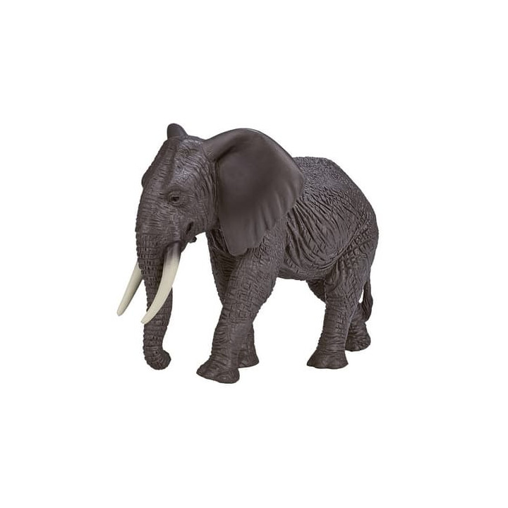 Mojo Slon africký