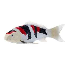Mojo Kapr koi showa sanshoku