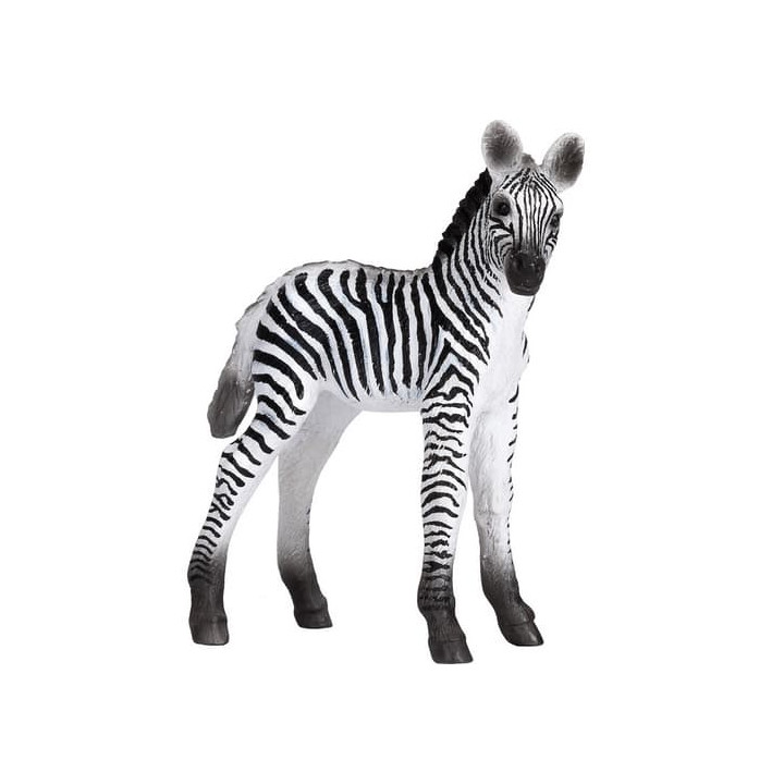 Mojo Zebra mládě