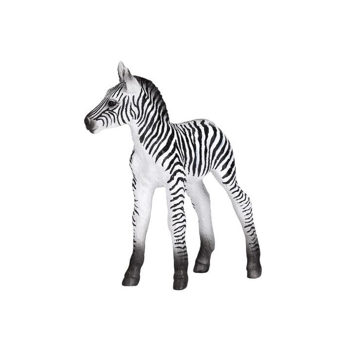 Mojo Zebra mládě