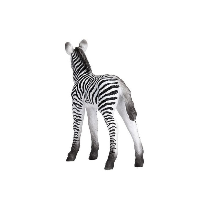 Mojo Zebra mládě