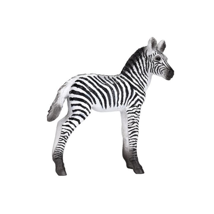 Mojo Zebra mládě
