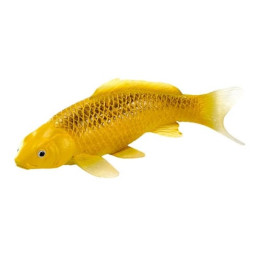 Mojo Kapr koi kin matsuba