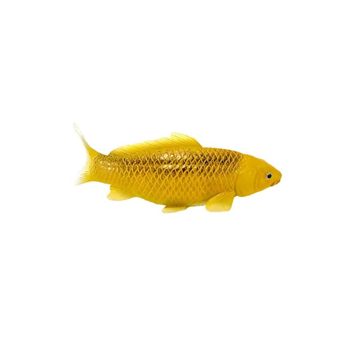 Mojo Kapr koi kin matsuba