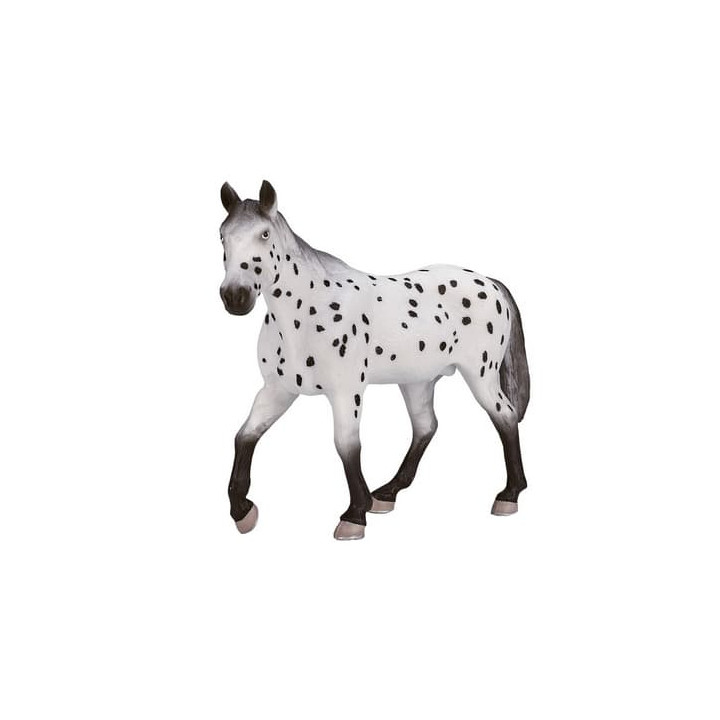 Mojo Appaloosa hřebec