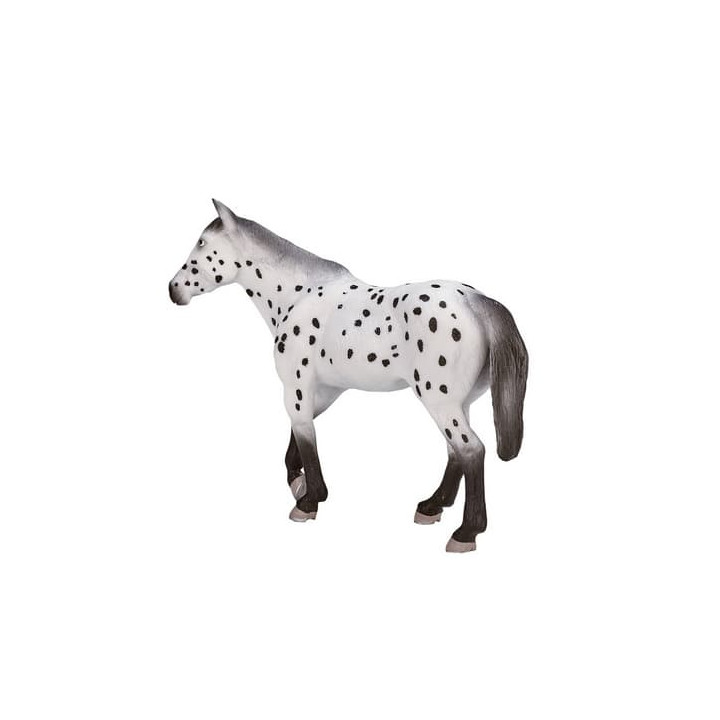 Mojo Appaloosa hřebec