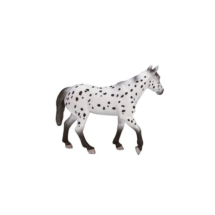Mojo Appaloosa hřebec