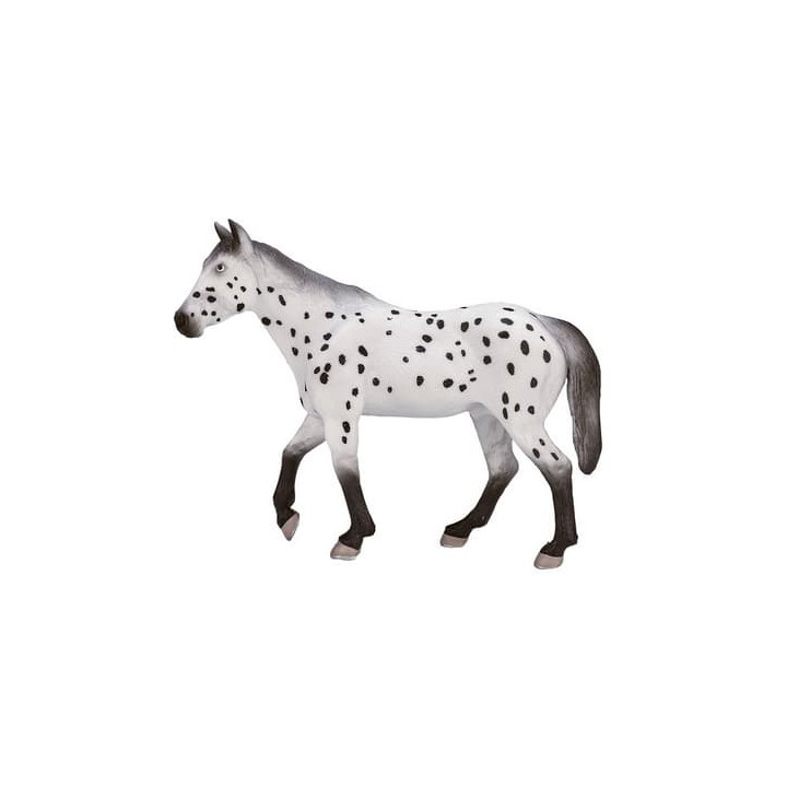 Mojo Appaloosa hřebec