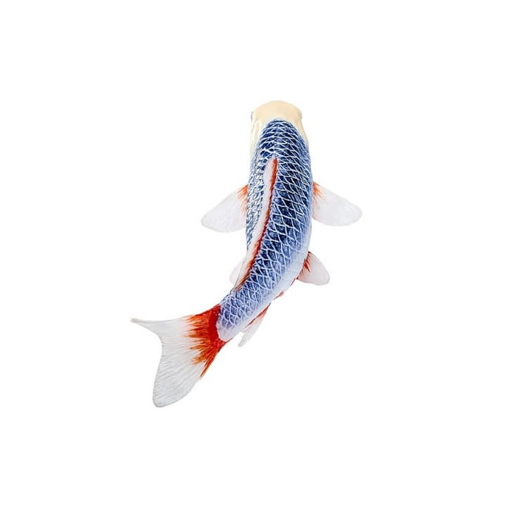 Mojo Kapr koi asagi