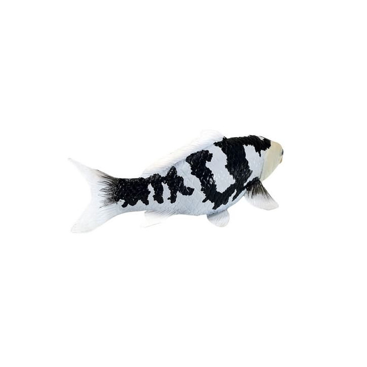 Mojo Kapr koi shiro utsuri