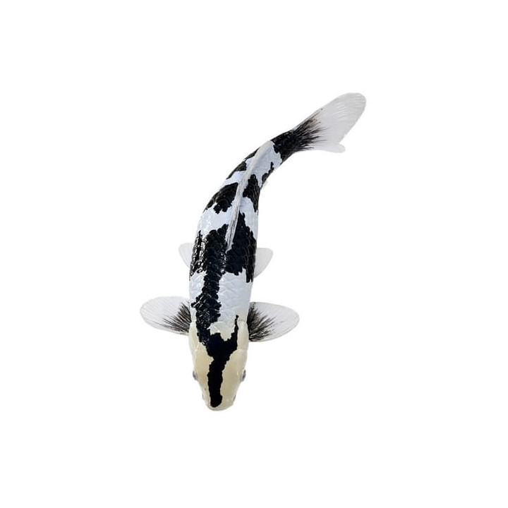 Mojo Kapr koi shiro utsuri